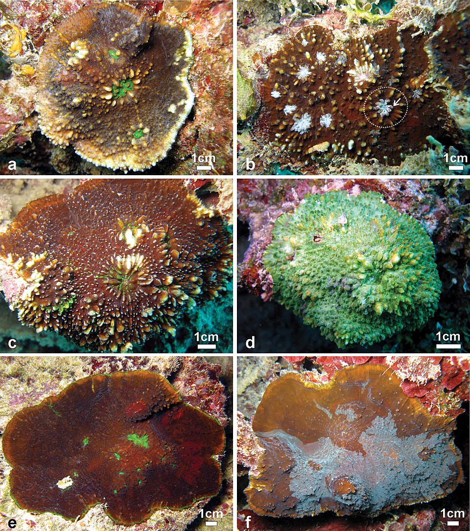 Chalice Coral
