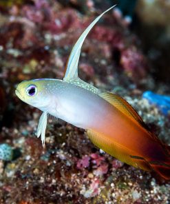 Firefish Goby