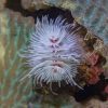 Feather Duster Worm