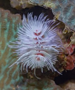 Feather Duster Worm