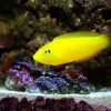 Yellow Coris Wrasse
