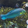 Melanurus Wrasse
