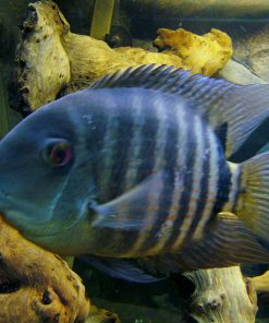 Severum Cichlid