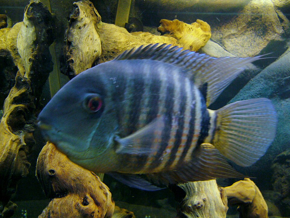 Severum Cichlid