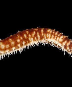 Sea Cucumber