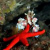 Harlequin Shrimp