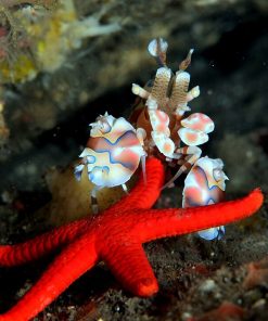 Harlequin Shrimp