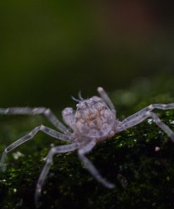 Thai Micro Crab