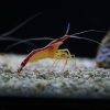 Skunk Cleaner Shrimp