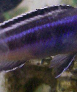 Electric Blue Johanni Cichlid