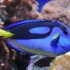 Blue Hippo Tang