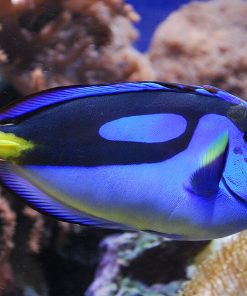 Blue Hippo Tang