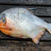 Red Belly Pacu