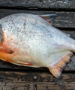 Red Belly Pacu