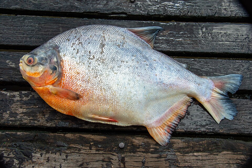 Red Belly Pacu