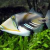 Picasso Triggerfish