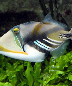 Picasso Triggerfish