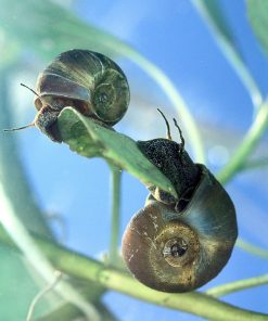 Ramshorn Snail