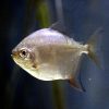 Silver Dollar Fish