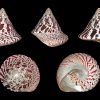 Trochus Snail