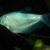 Moonlight Gourami