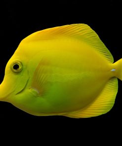Yellow Tang