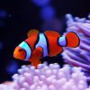 Percula Clownfish