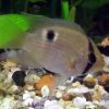 Keyhole Cichlid