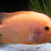 Red Devil Cichlid