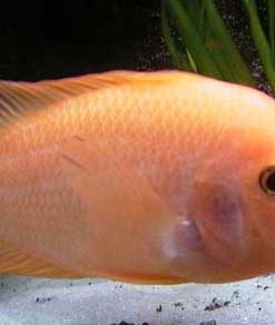 Red Devil Cichlid