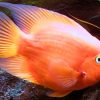 Blood Parrot Cichlid