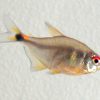 Head and Tail Light Tetra