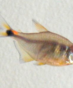 Head and Tail Light Tetra