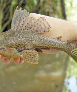 Common Pleco