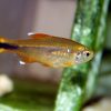 Silver Tip Tetra