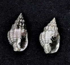 Nassarius Snail