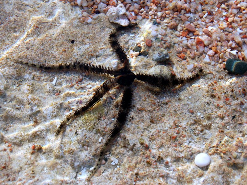 Serpent and Brittle Star