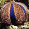 Tuxedo Urchin