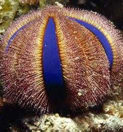 Tuxedo Urchin