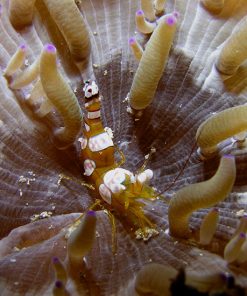 Sexy Shrimp