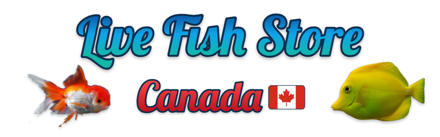 Live Fish Store Canada